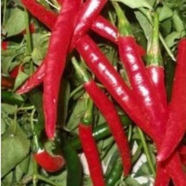 SORA PAPRICKA 100G